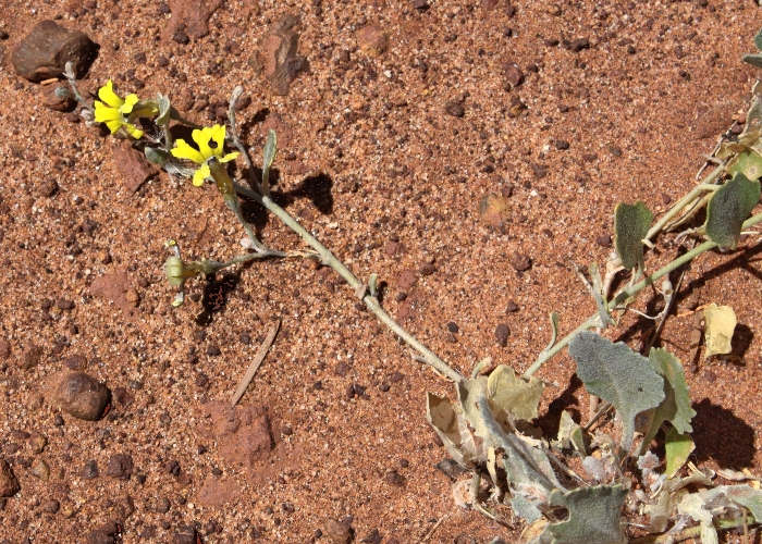 Australian Desert Plants Goodeniaceae